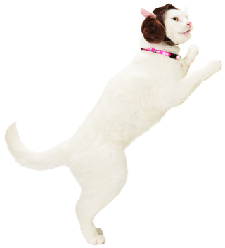 Illustration for article titled You'll Want These Star Wars Dog and Cat Toys More Than Your Pets Do